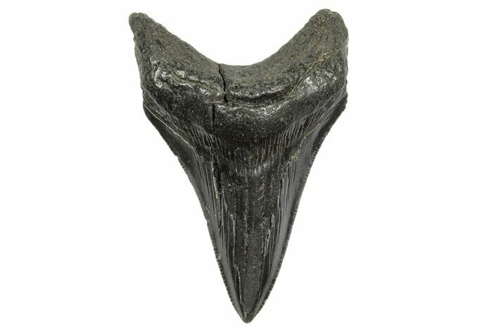 Serrated, Fossil Megalodon Tooth - South Carolina #368403